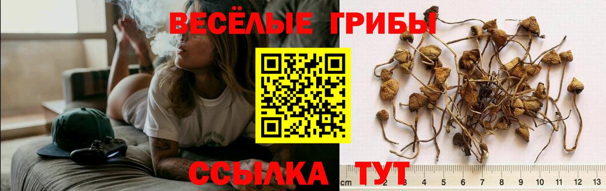 Спасск-Дальний  Псилоцибиновые грибы прущие грибы  Вход с VPN  Галлюциногенные грибы мухоморы 