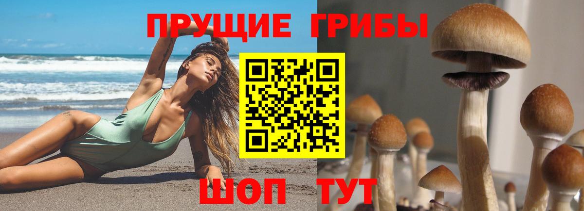 Псилоцибиновые грибы Cubensis Спасск-Дальний